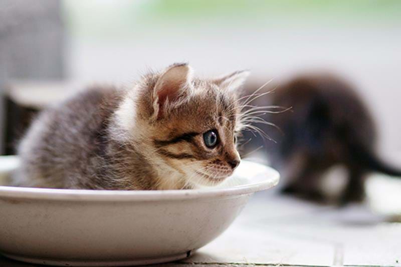Placera kattens matskål och vattenskål rätt