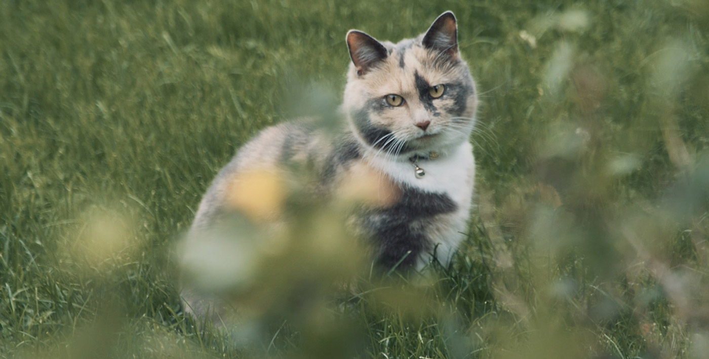 en spräcklig katt som sitter på gräs