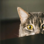 Nyfiken katt som tittar upp på ett bord