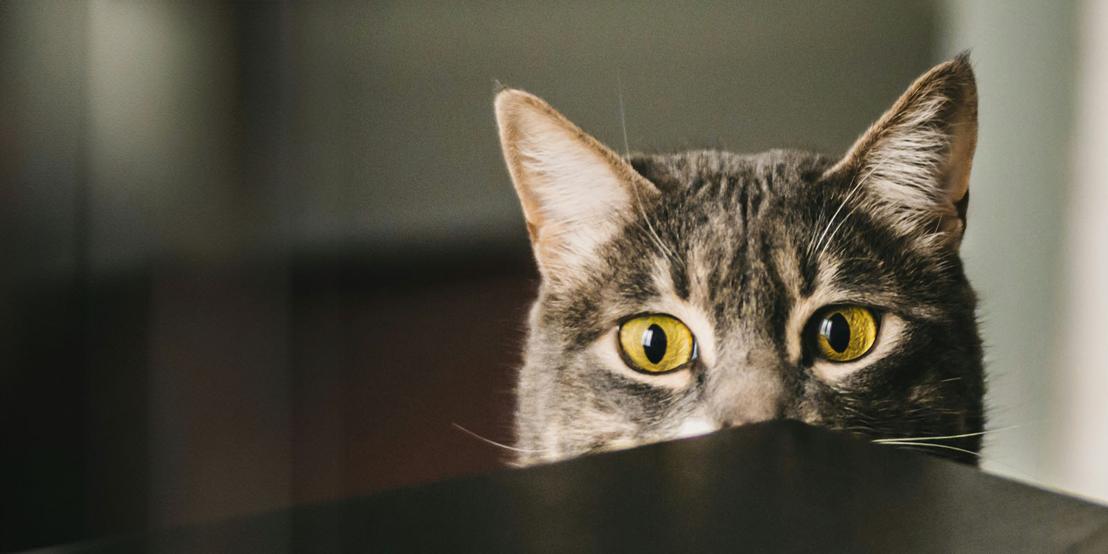 Nyfiken katt som tittar upp på ett bord