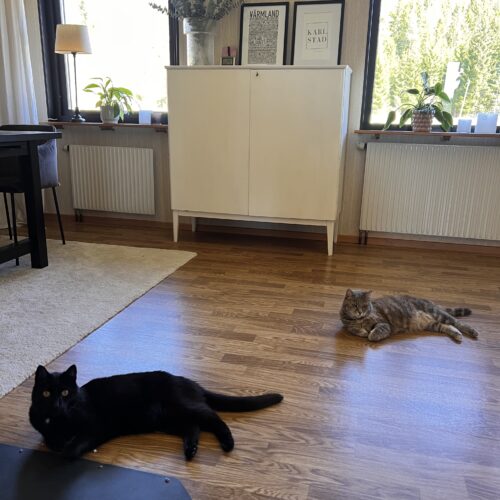 Tassalyckan katter, omplacering