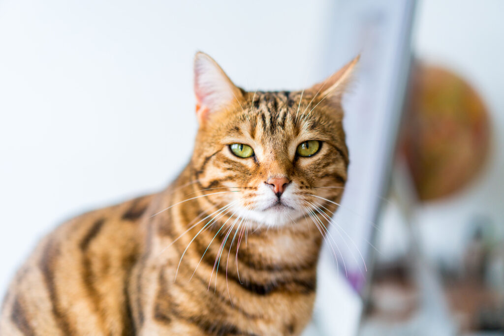 Cute bengal funny cat playing at home