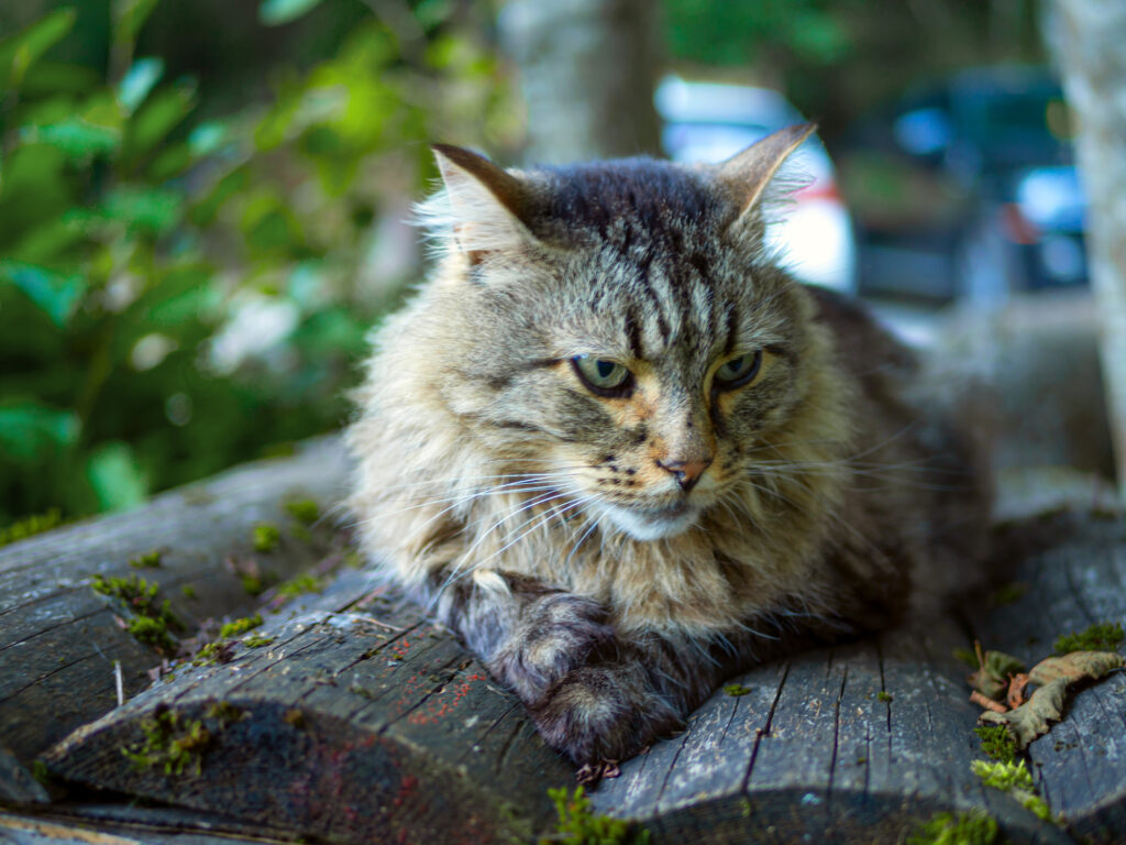 Beautiful big grey cat with green eyes. A homeless cat walks in nature, in the countryside. Sunny day, a cat in the shade under a tree. Close-up, blurred bokeh background. Kitten Is Resting