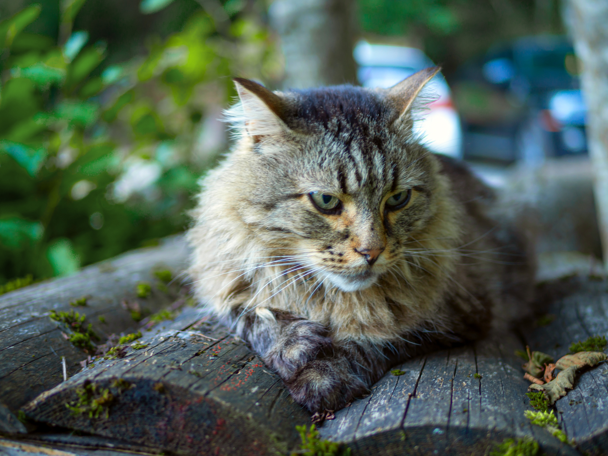 Beautiful big grey cat with green eyes. A homeless cat walks in nature, in the countryside. Sunny day, a cat in the shade under a tree. Close-up, blurred bokeh background. Kitten Is Resting