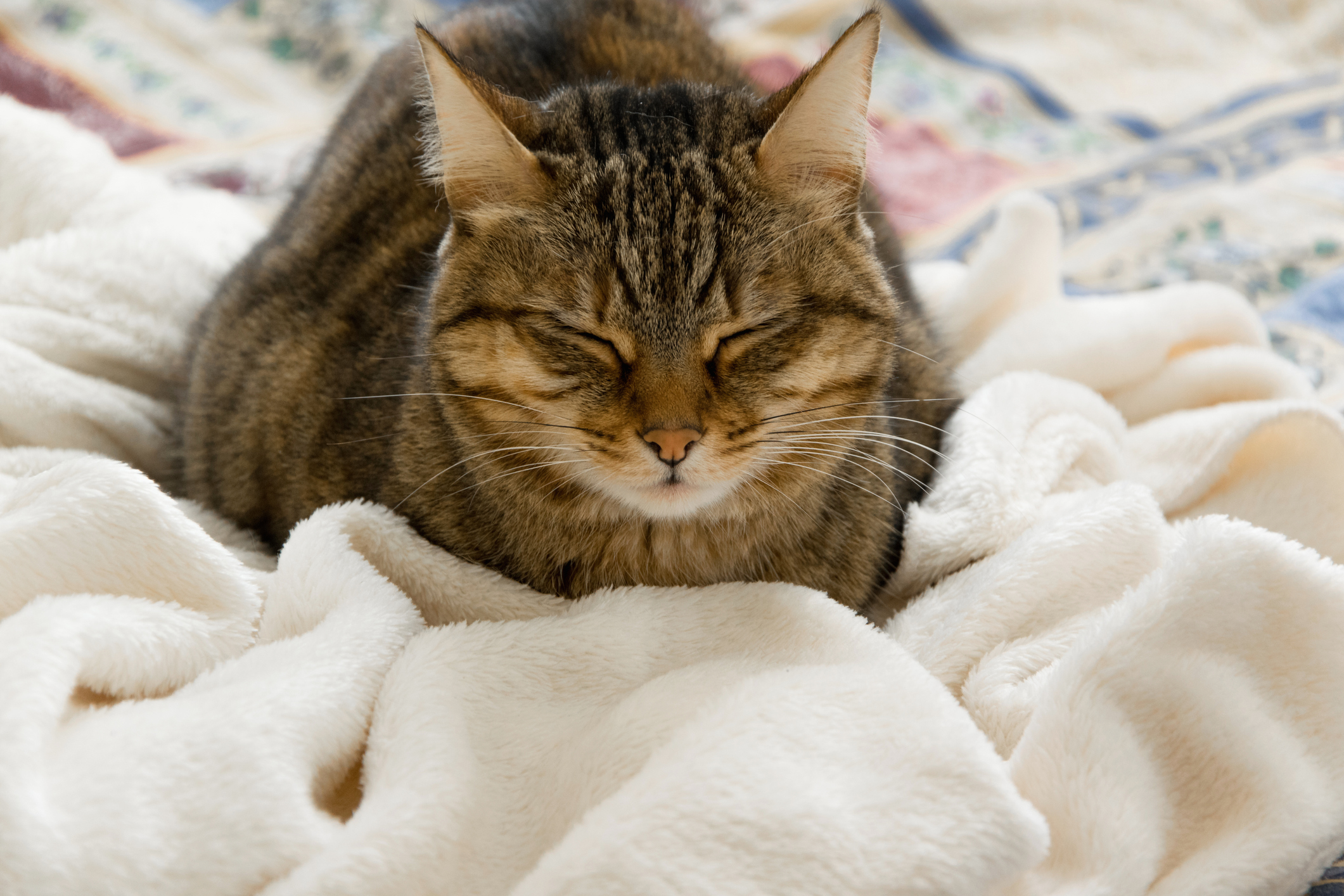 Cute domestic cat sleeping on the warm cozy plaid