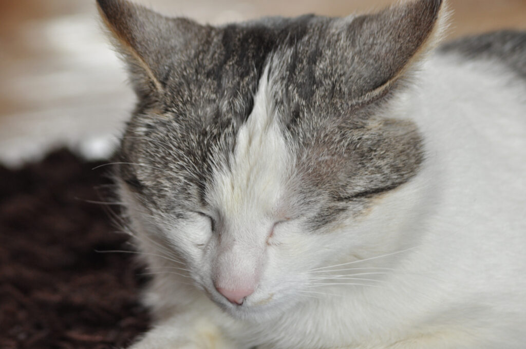 The sleeping and purring cat. Pet. Rest and relaxation.