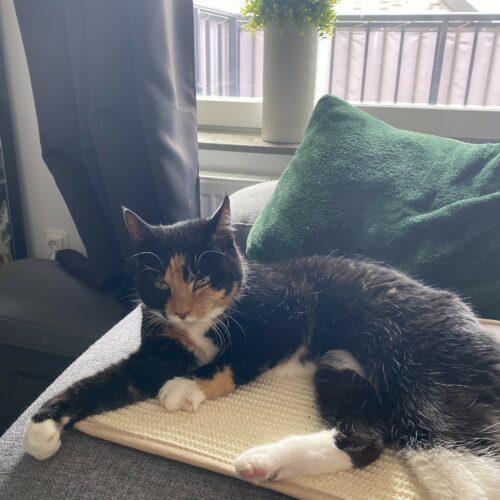 katt myser i soffa
