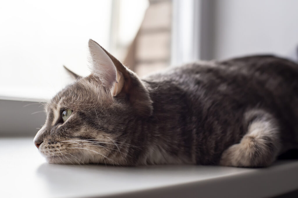 katt liggandes på fönsterbräda och tittar ut