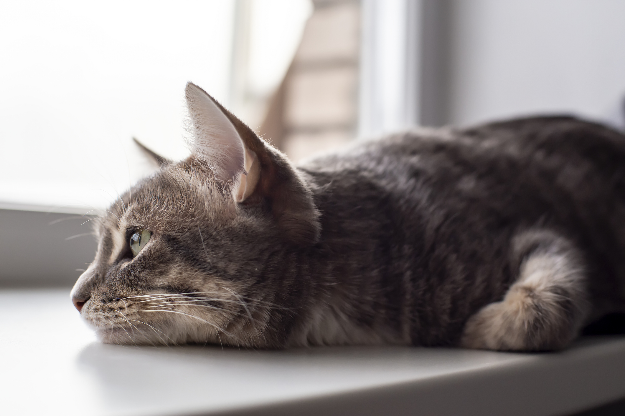 katt liggandes på fönsterbräda och tittar ut