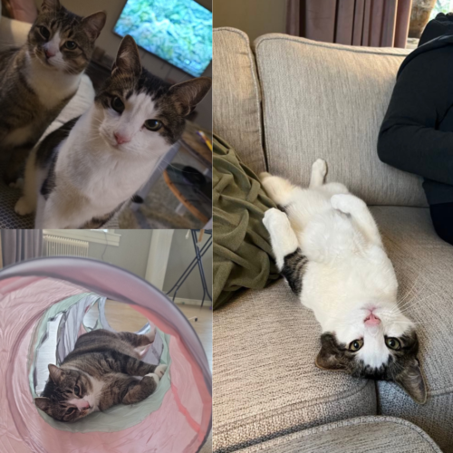 glada katter i sina nya hem