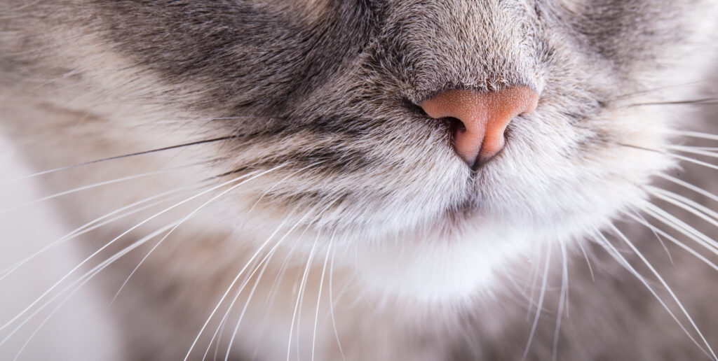 kattnos med noskvalster