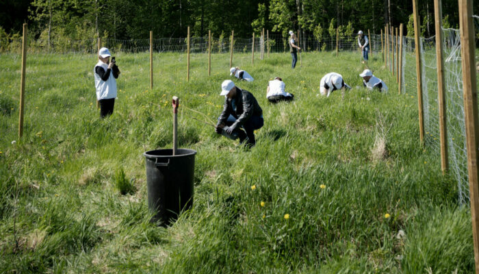 Skog och pollinatörer