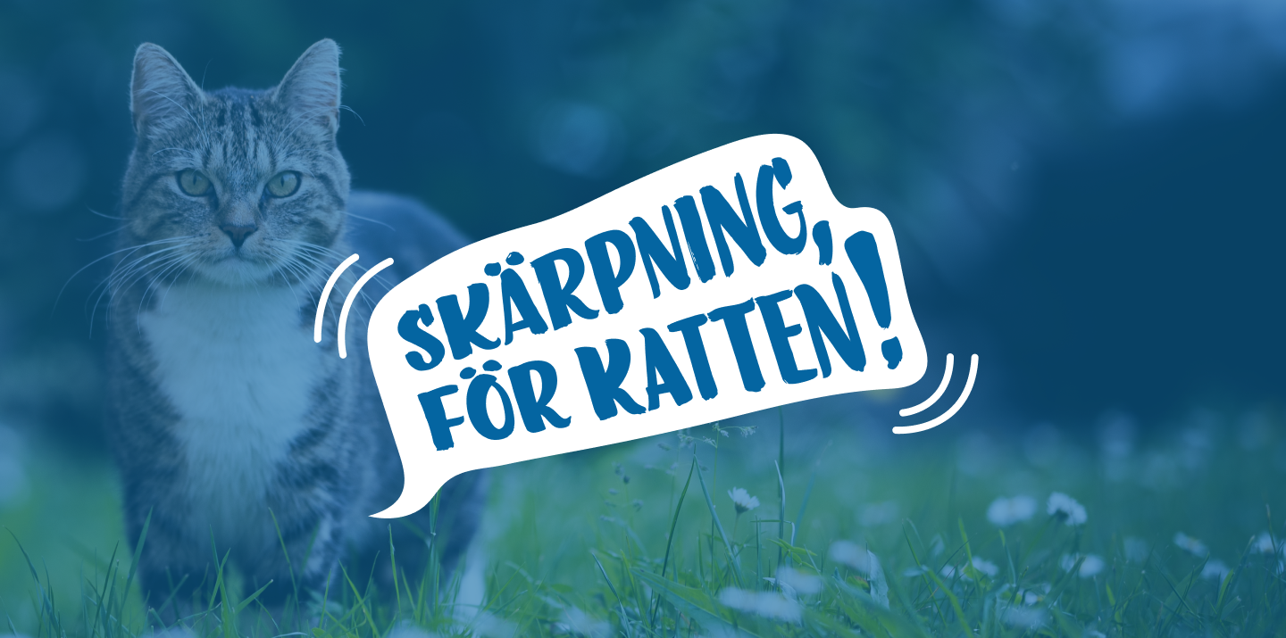 Skärpning för katten