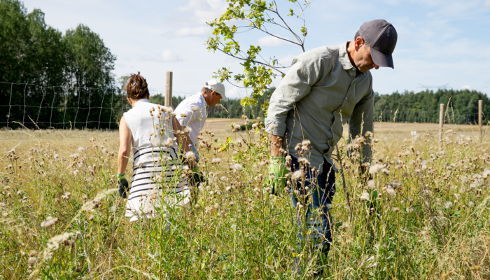 Skog och pollinatörer